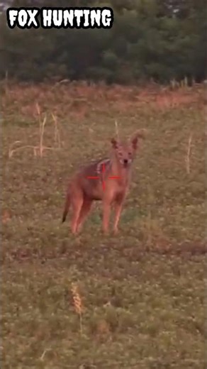 HUNTING || WOLF | Coyote #shorts #part#082