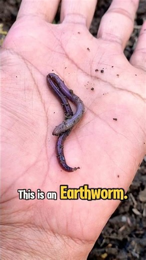 Earthworm #shorts #trending #viral