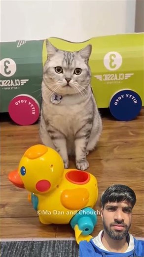 Cat Gets Unexpected Surprise Inside Egg😱#cat #duckbabies #video