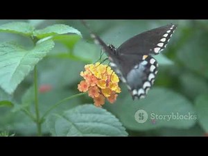 Journey of Transformation -The Life Cycle of a Butterfly