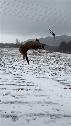 funny cats 😺 cute cats #professormiangul