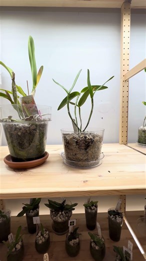 Why I Potted This Cattleya Differently…