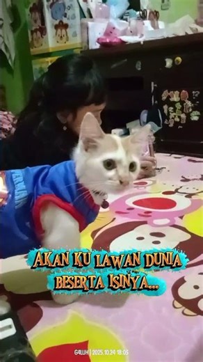 Superman is in Low Power Mode ‼️ #cat #catshorts #funnyvideo