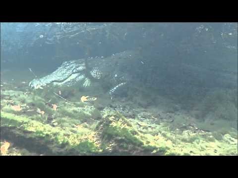 134 Alligator Close Up Underwater: Blue Springs - Before Attack Footage
