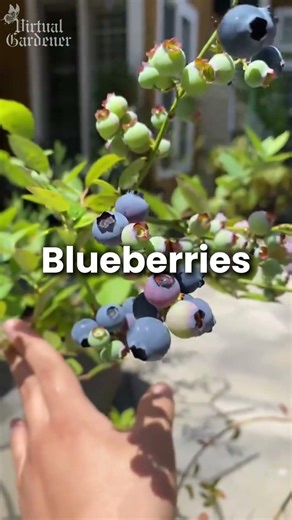 Fruit Trees That Survive Cold Weather ❄️