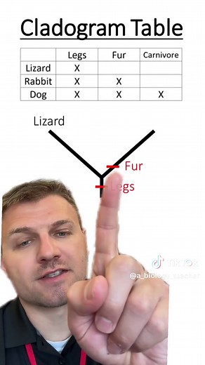 Making Cladograms #biology #cladogram #science #apbiology #evolution #taxonomy #classificstion