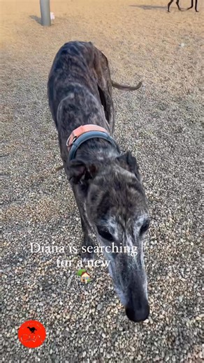 7.7K views · 472 reactions | ✨ She was discarded, but she desperately...