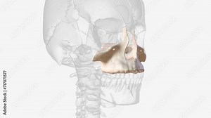 The maxilla is the most important bone of the midface. Stock Video