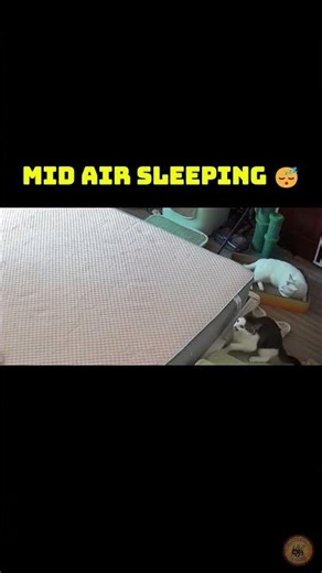 What just happened? 🫥 #funny #funnypets #midair