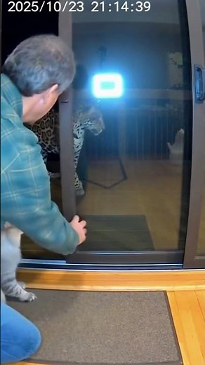 Patio Steps Jaguar — Longhair Cat Swats, Adult Moves Inside | AI Yard Cam