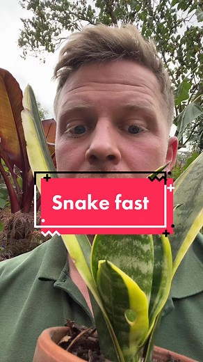 How to Make Snake Plants Grow Faster