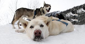 Top 10 Most Terrible Animal Massacres