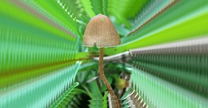 INDO2PLAY | Slot Raffi Ahmad 88, Slot Thailand & Slot Gacor Hari Ini