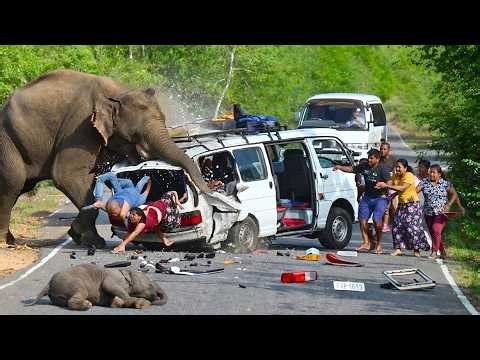World Top 3 Wild Elephant Attack In 2026.