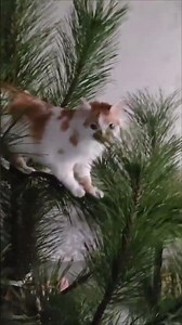 Кот Хвостик взял высоту #сonquering heights #музыка @A.Katlin "Вчера"