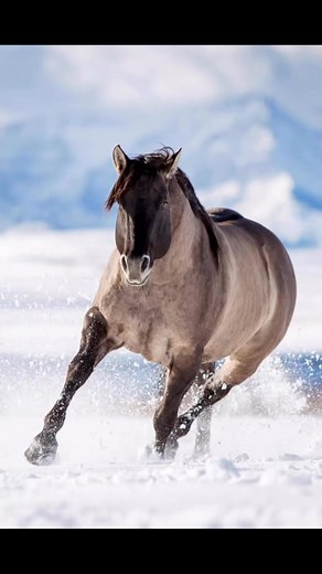 What is a Grullo? A grullo/grulla colored horse is a black horse with a dun gene. The dun gene dilutes the horses black coat color to a “mousy” light, medium or dark slate color. The mane and tail remain black. This unique color is also characterized by primitive markings that include a dorsal stripe, zebra like leg barring, dark face and dark ear tips. Grullo is a color, not a breed! All the horses in this reel are Quarter Horses registered with AQHA in our program. Bonus points if you can tell