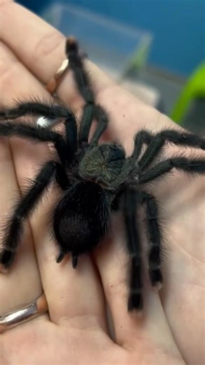 You Don’t Want This Spider Angry 🕷️🫣
