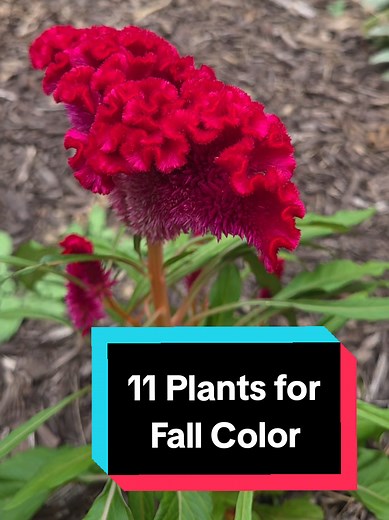 11 Colorful Plants to Brighten Your Fall Garden