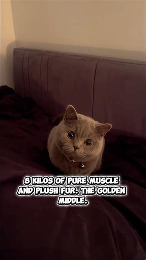 TOP 5 CAT BREEDS by SIZE RANKED #shorts #facts