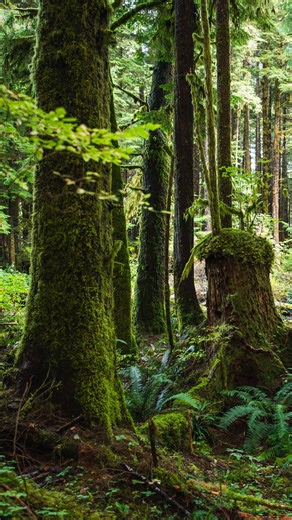 There’s a big secret in B.C.’s forests: we don’t actually know how much old growth is left, what’s being logged, or what’s protected. So we filled the gap. We commissioned two leading forest scientists to analyze B.C.’s own data — and the results were alarming: 1️⃣ Logging is targeting the last big-treed old growth. 2️⃣ Old-growth areas recommended for deferral are actually 4x more likely to be logged. 3️⃣ Less than 6% of at-risk old growth is protected. Logging what little remains would be deva