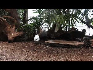 2羽のカンムリシロムクとジャワマメジカ Bali myna & Java mouse-deer 2016 0531