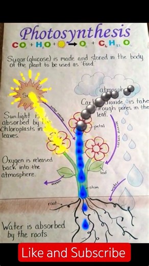 Easy Photosynthesis Diagram for Class 10 📝 #Biology #BoardExam #shorts