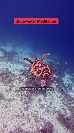 Diving facts!! Scuba diving feels like meditating underwater. Come meditate with Karachi Water Sports Club 🐠🐋🐟 | Karachi Water Sports Club