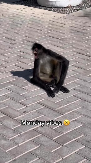 Monkey Business on the Golf Course with Bob Menery