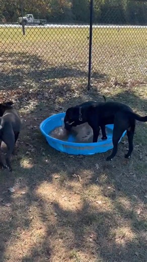 4.5K views · 87 reactions | Adoptables Jam (black lab mix),...