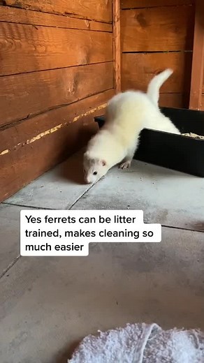 Ferret Litter Training: Encouraging Proper Bathroom Habits