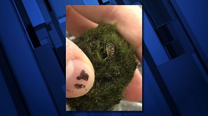 Aquarium moss balls infested with zebra mussels found in Washington; Oregon consumers urged to check aquarium products