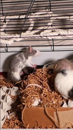 SHORT! Neutered male and intact female rats mating while in heat #petrats
