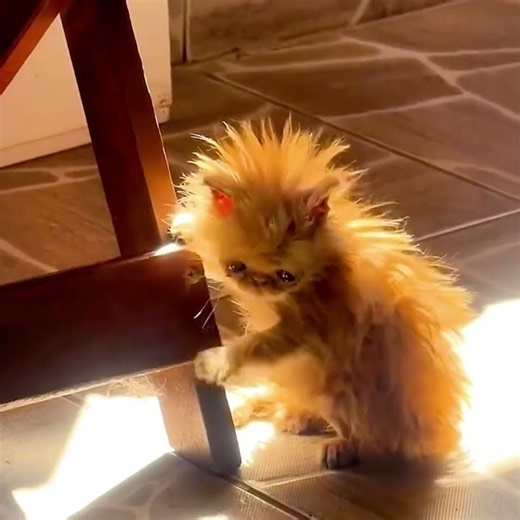 Cats Going Crazy funny😂🤣 #funnyanimalvideos #funnycatvideos #catfunnyvideos #catfails
