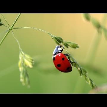 #Wunderwissen zum Marienkäfer