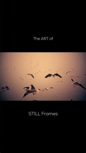 The ART of Still Frames | Watch Full Video Above