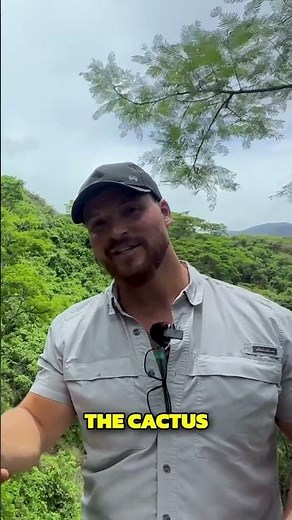 Unlocking the Secrets of San Pedro: The Hallucinogenic Cactus