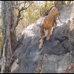 315K views · 3.3K reactions | Animals Attack And Fight - Elephant, Lion, Buffalo, Zebra. Join the group to see more videos and photos  : Animals Life | Animals Diary | Facebook