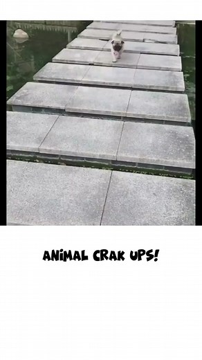 Pug Falls In Water - Hilarious Dog Fail Compilation