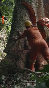 A solution to protecting nature and raising living standards in the Congo? Full programme on this good news story: https://www.arte.tv/en/videos/097512-002-A/how-to-preserve-nature/ | Arte