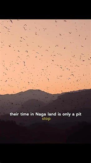 #amazingbirds #wildlife | World Of Animals