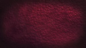 【搬运】免疫之战之先天免疫Innate Immunity: Viral Pathogen Immune Response - IMGENEX