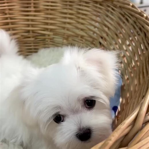 Rescued, safe, and learning to trust again. All that’s missing now is a forever home to call her own💕🐶 #malteseoftiktok #MaltesePuppy #Maltese #MalteseDog #MalteseLove