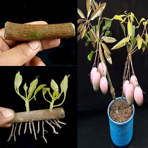 40K views · 2.7K reactions | How to propagate mango tree from cuttings || grow mango tree cutting | Dian Creative | Facebook