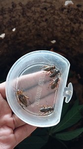 Perawatan cendet ngebalon | Irul Blues Unity Respeck