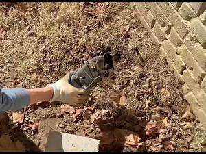 How to get rid of gopher by DIY. Do not buy gopher traps until you watch this🔥 (Victor Black Box)