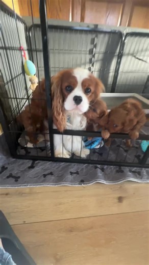 #cavish #puppies #cavapoos #watchusgrow | cavapoo puppies