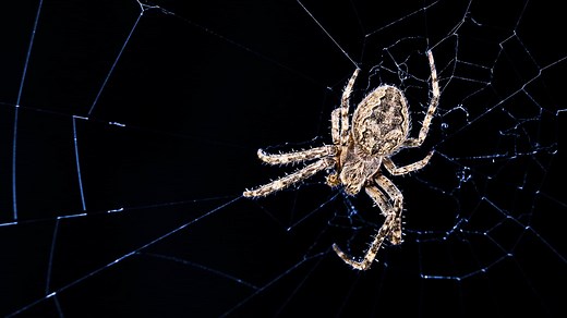 The Fascinating Science Behind Why People Are Afraid of Spiders