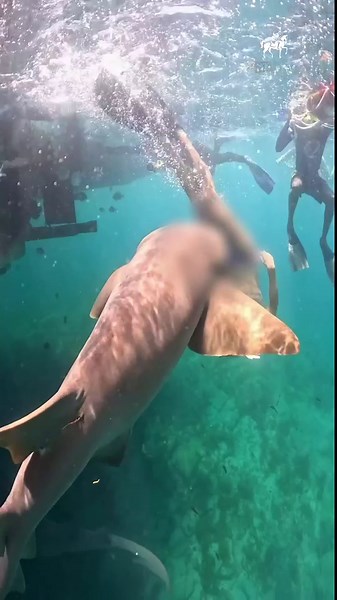 Novo vídeo mostra momento em que tubarão ataca e morde perna de turista em Fernando de Noronha; veja