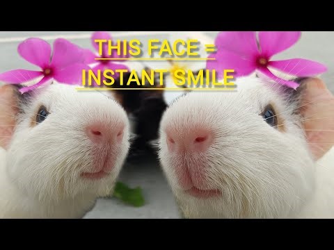 Cutest Guinea Pig Baby Ever! 🐹💐 | Flower Crown Cuteness