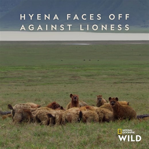 Nothing is getting in the way of Aisha and her crown 💅👑 #Queens, narrated by Angela Bassett Sundays at 18:00 DStv Channel 182 | National Geographic Africa